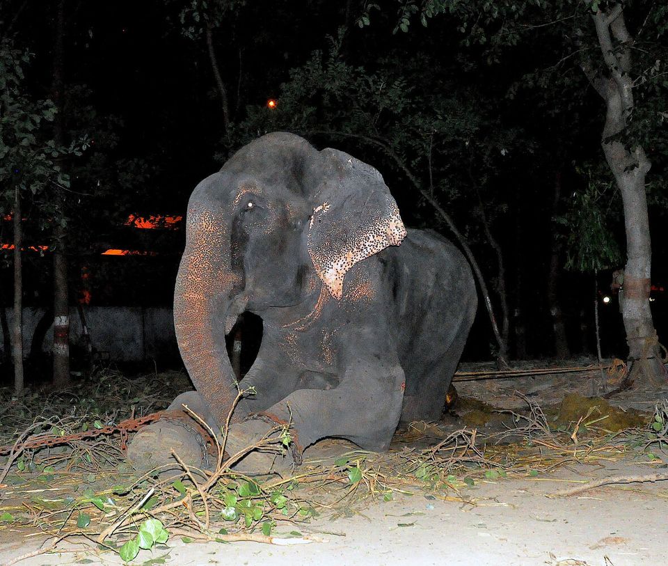 Raju the elephant 