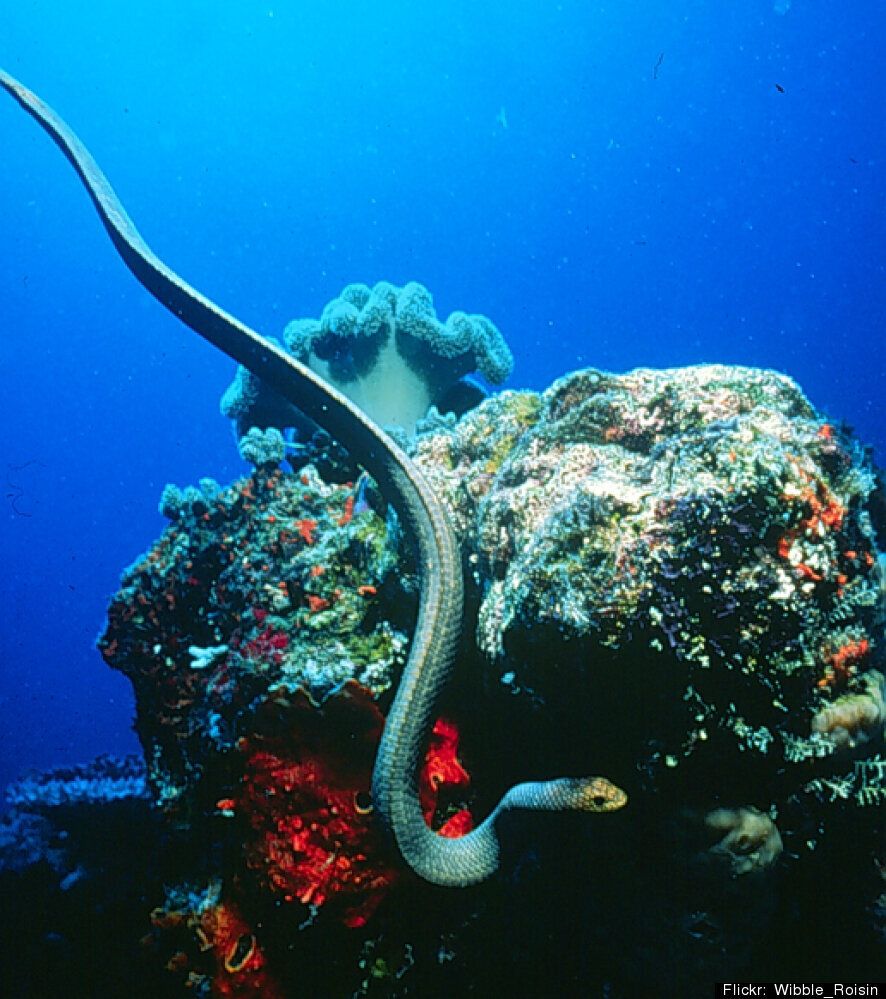 Poisonous Sea Snakes