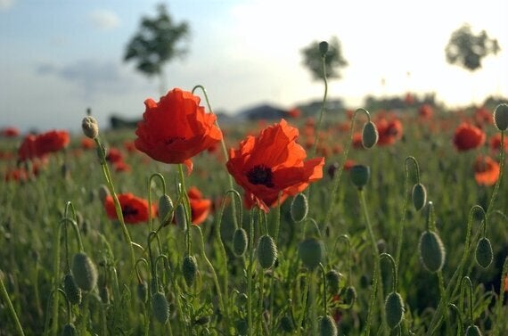 Remembrance Poppies: Flower Power at the London Tower | HuffPost UK ...