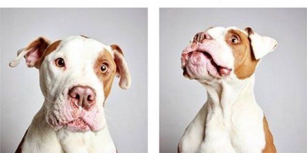 Dog Photobooth Hopes To Help Homeless Shelter Animals Find Loving New ...