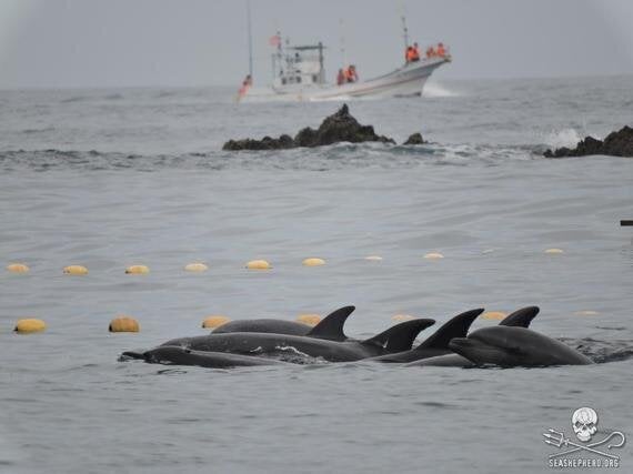 Taiji whaling behind closed doors essay 04 image