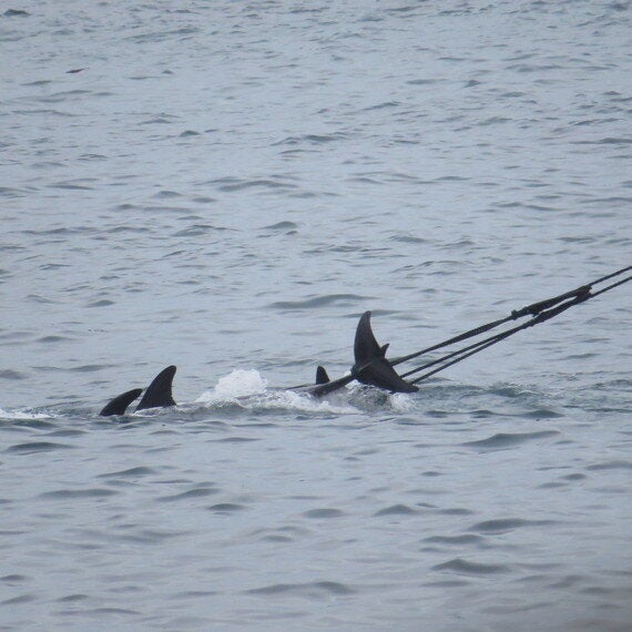 Taiji whaling behind closed doors essay picture