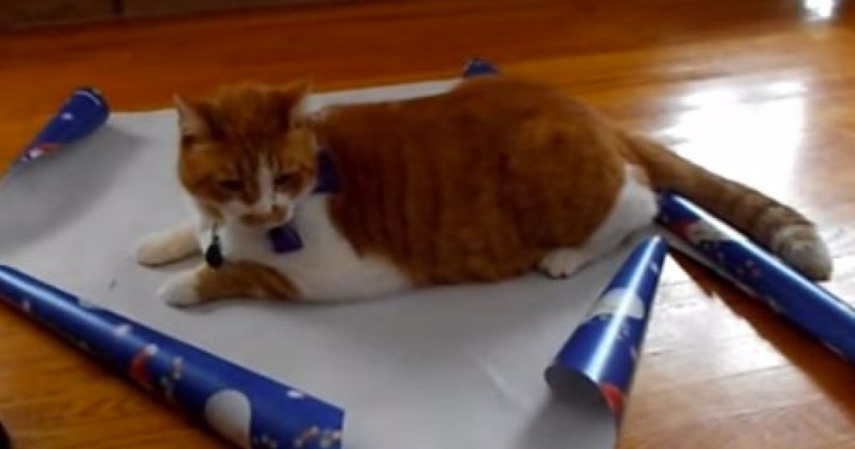 How To Gift Wrap Your Cat This Christmas | HuffPost UK Life