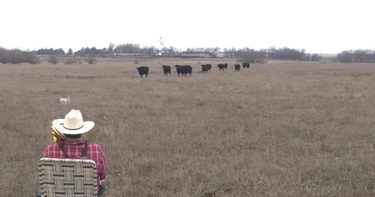 Farmer Serenades Cows By Playing 'Jingle Bells' On The Trombone