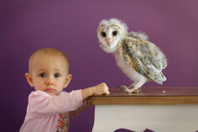 baby barn owl