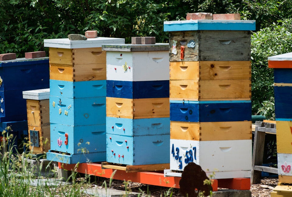 Bee Keeping