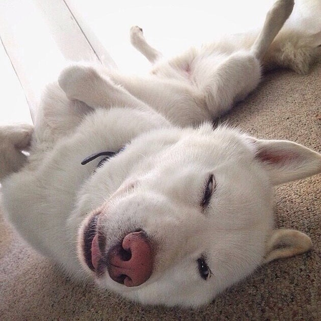 This Is The Best Dog On Instagram (And He'll Make You Want To Hit The