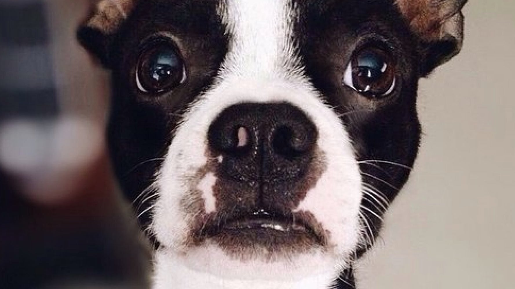 Top Dogs On Instagram 13 HeartMeltingly Cute Pooches We Love To