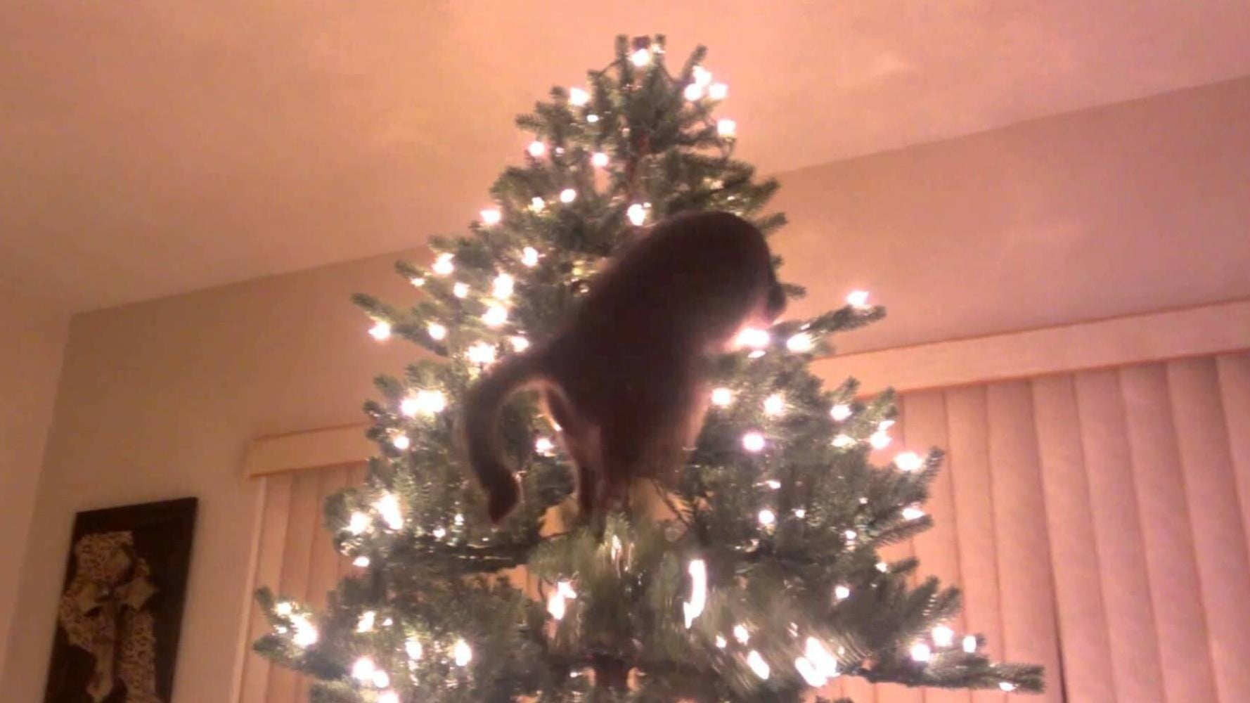 Cats Vs Christmas Trees A Compilation HuffPost UK Comedy