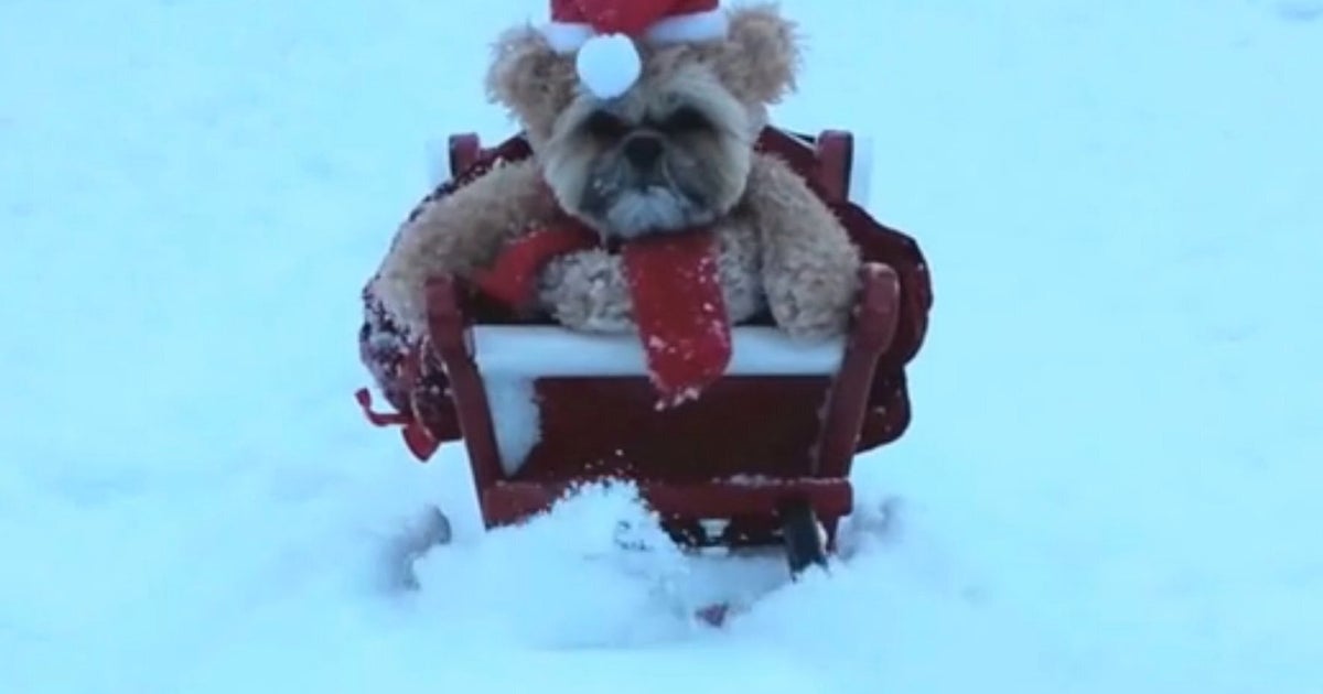 Munchkin The Shih Tzu Goes Sledging In Her Teddy Bear Costume