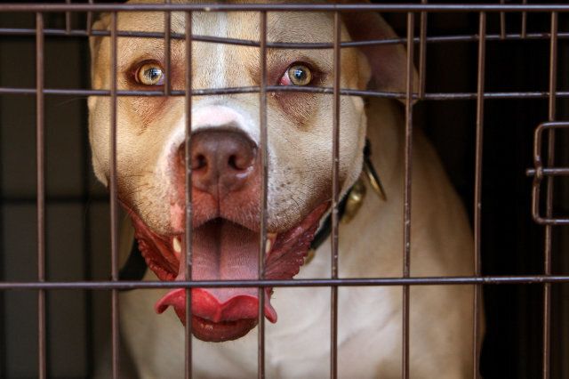 A pitbull seized during a raid on an address in Kennington, south London, as part of operation Navara, targeting dangerous dogs.