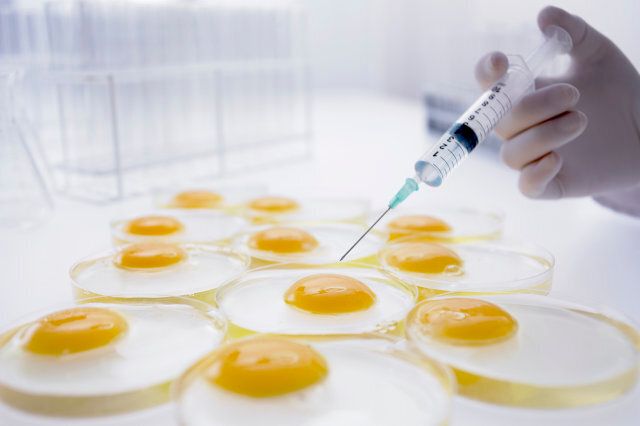 Scientist injecting egg yolks