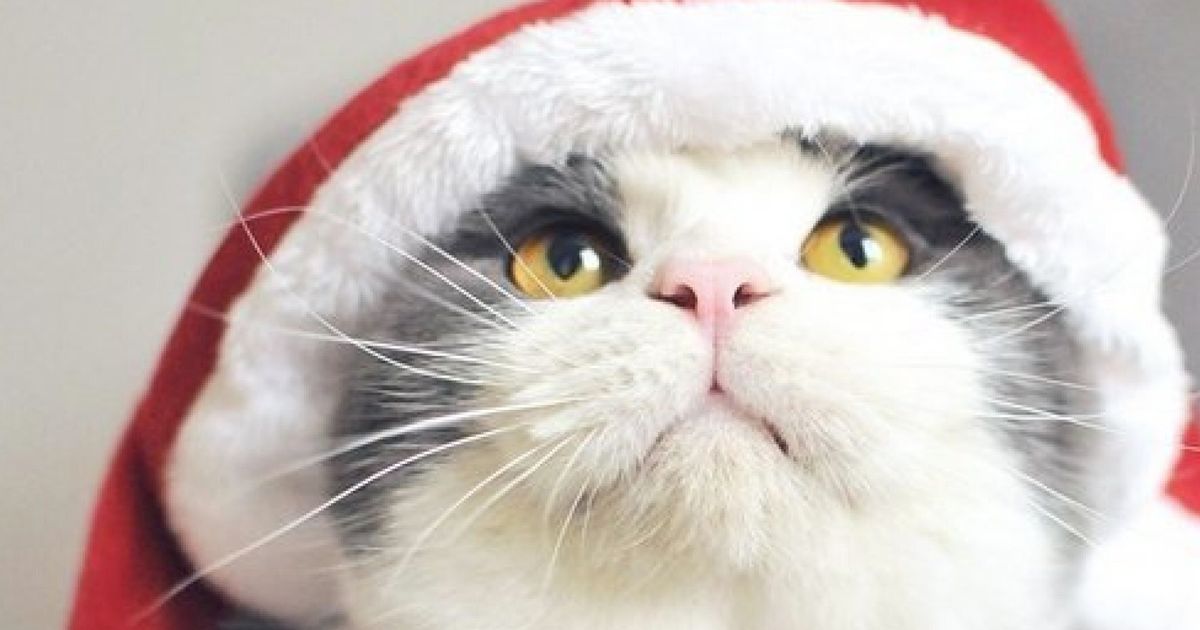 11 Cute Cats Worth Following On Instagram In 2015 Huffpost Uk Life