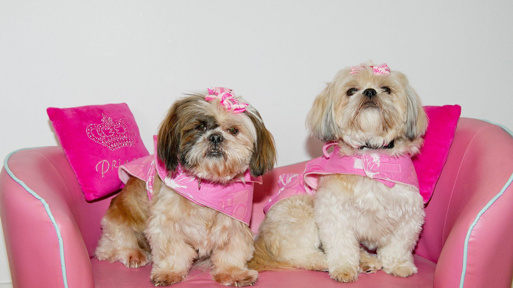 are shih tzus jealous dogs