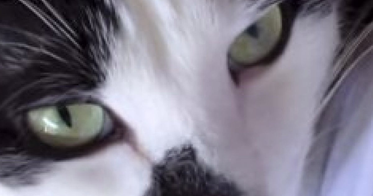 Do Cats Feel Attachment To Their Owners? HuffPost UK Life