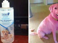 Tweeter Pranks Tesco With Pink Dog Picture HuffPost UK Comedy