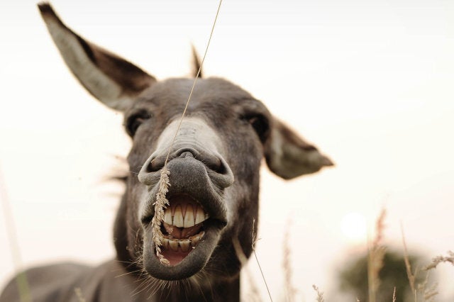 Donkey standing at fence.