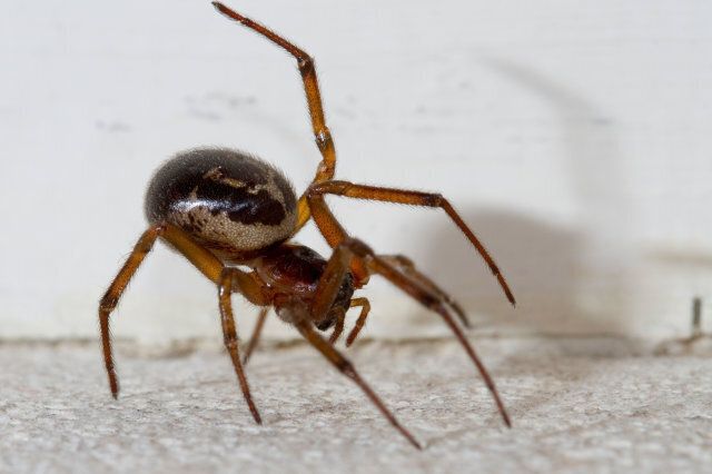 FALSE WIDOW SPIDER (Steatoda nobilis) in home, West Sussex, UK.