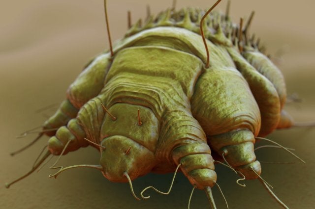 A close-up view of the cause of scabies - the mite Sarcoptes scabiei.