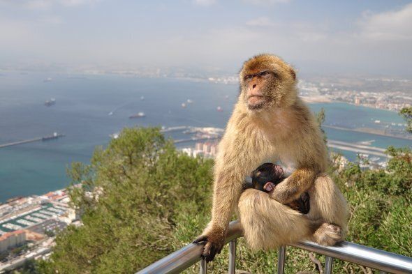 Barbary Macaque mother and baby on the Rock Of Gibraltar.The port of Gibraltar and La Linea De La Concepcion (Spain) in the background.
