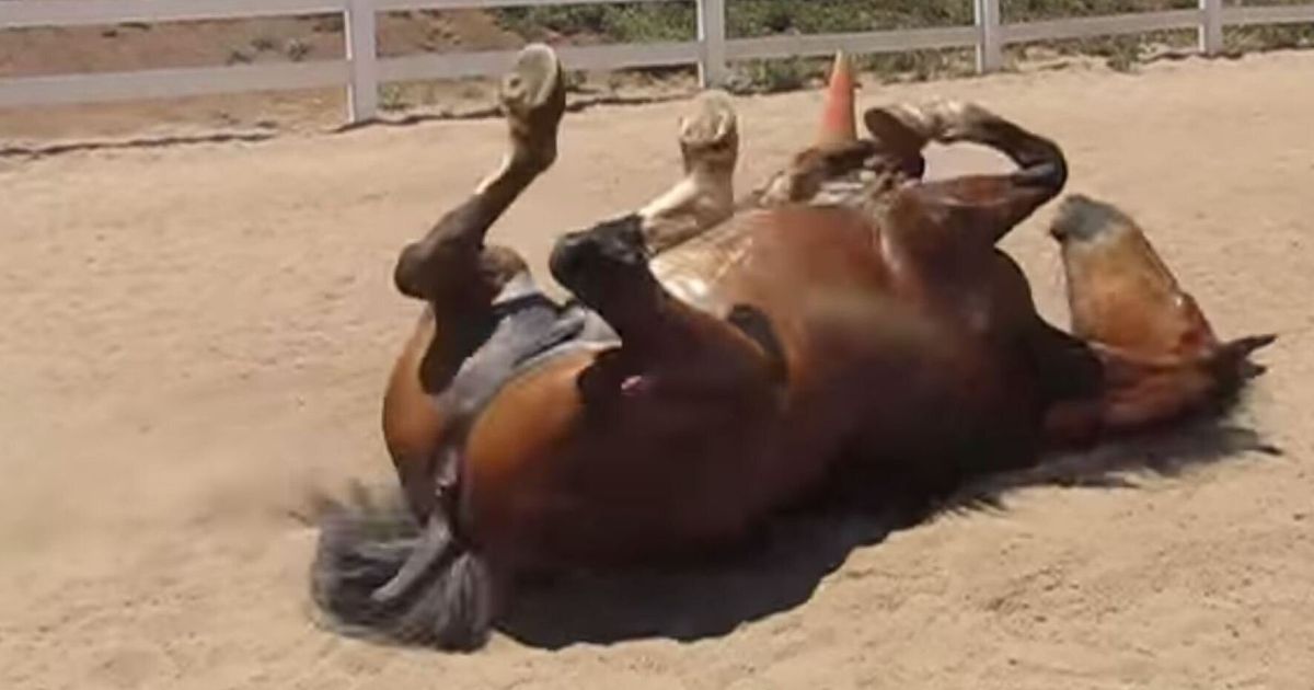 Horse Farts For A Whole Minute | HuffPost UK Comedy