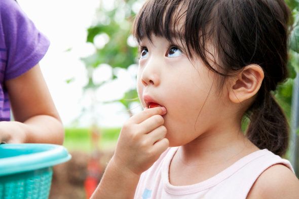 A girl takes a mouthful of the cherry tomato that she harvested for herself.