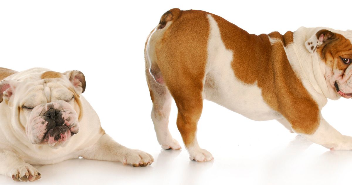 What Causes Excessive Flatulence In Dogs Hills