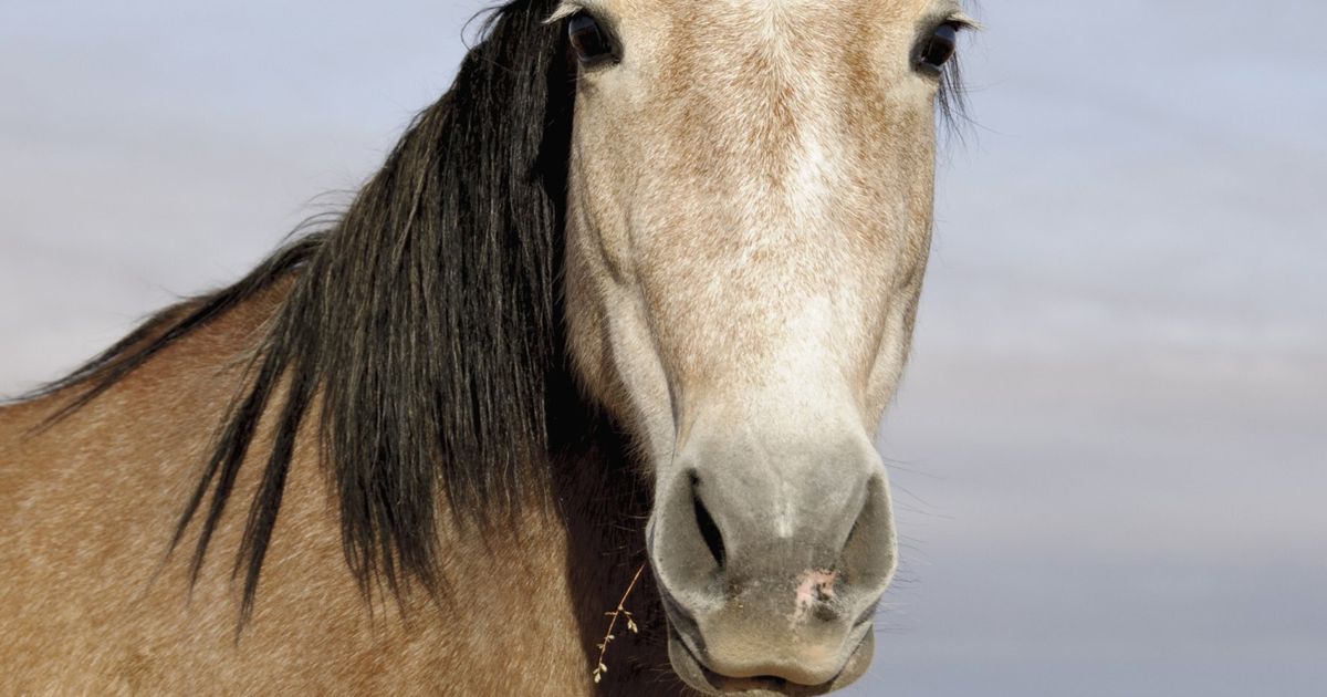 How I Accidentally Discovered the Truth About the Appaloosa Horse