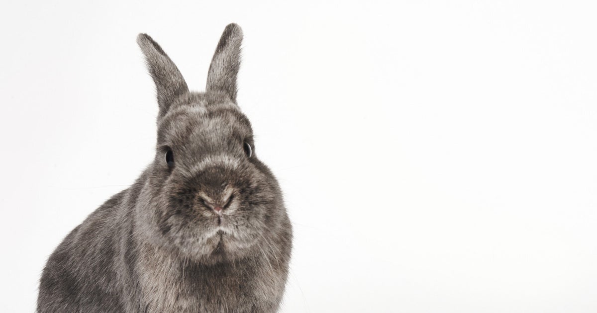 So We Don't Have to Be 'Like Rabbits'. Phew. | HuffPost UK Life