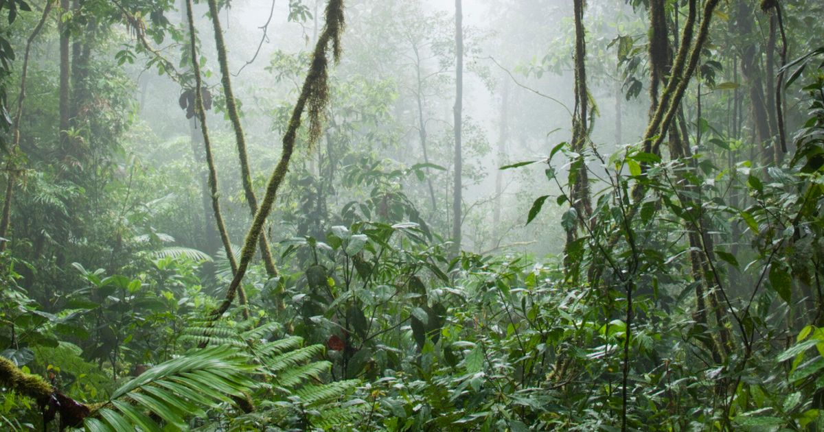 Forests for the Future | HuffPost UK News