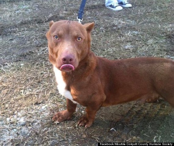 sausage dog mixed