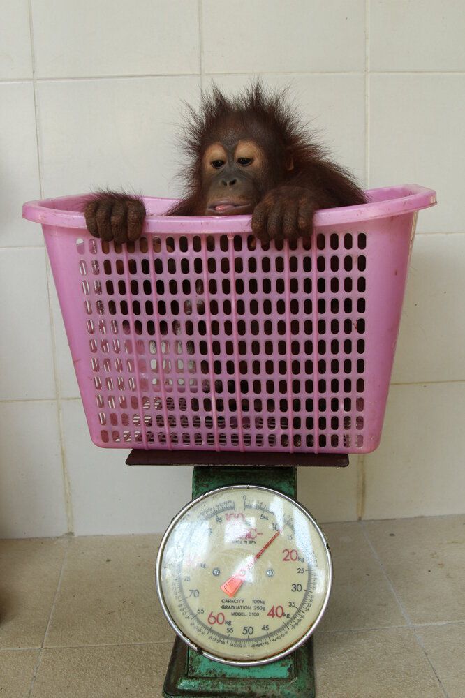 Chiquita being weighed