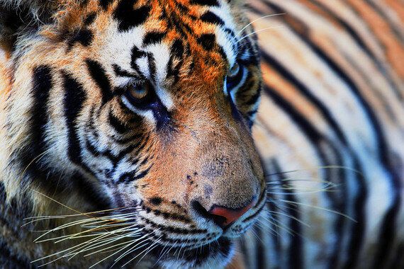 Tiger Tiger Burning Bright! | HuffPost UK