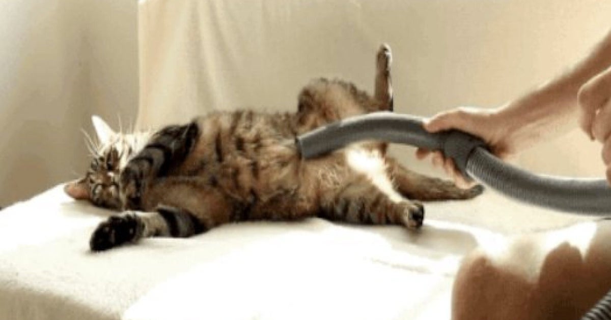 19 Reasons Why Cats Are Better Than Men HuffPost UK Comedy