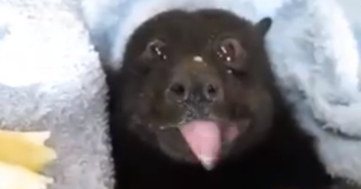 Bat Eating A Banana Is The Cutest Thing We've Seen Since The Slow Loris