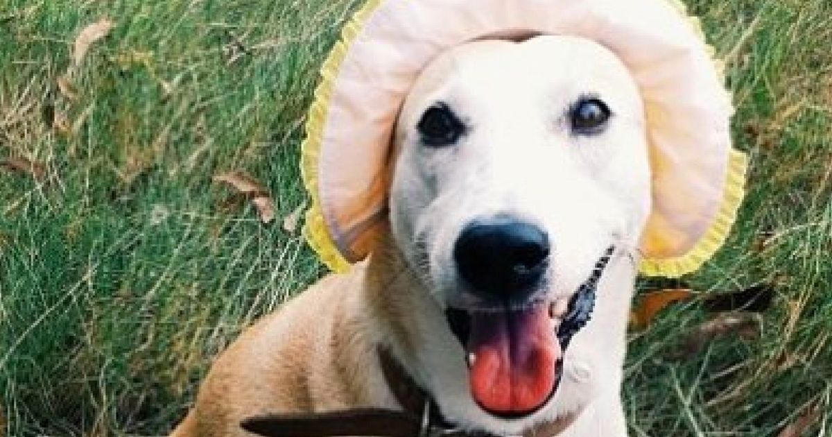 Meet Gluta, The Rescue Dog Who Overcame Cancer To Become 'The Happiest ...