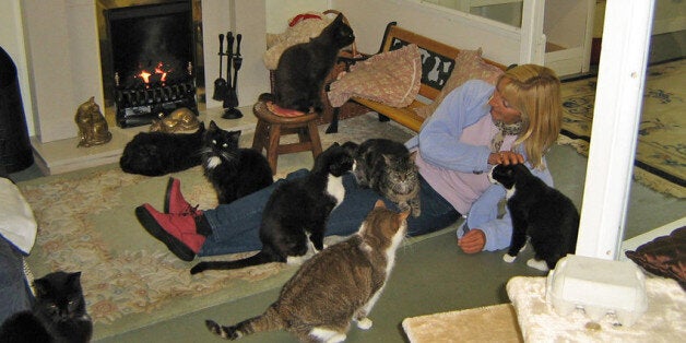 A Retirement Home For Cats Exists In Lincolnshire And It Looks Glorious ...