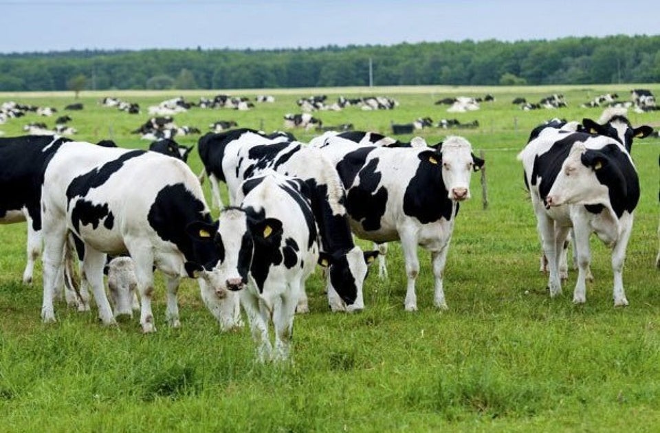 Meat from More Than 1,000 Cows Can Go into a Single Burger Patty