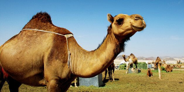 Camels in the Saudi Arabia's desert