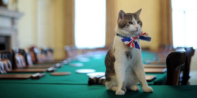 Larry, the 10 Downing Street cat, sits on the cabinet table wearing a British Union Jack bow tie ahead of the Downing Street street party.