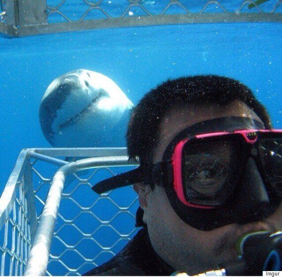 Great White Shark Photobomb Picture Has Lead Us To This Amazing