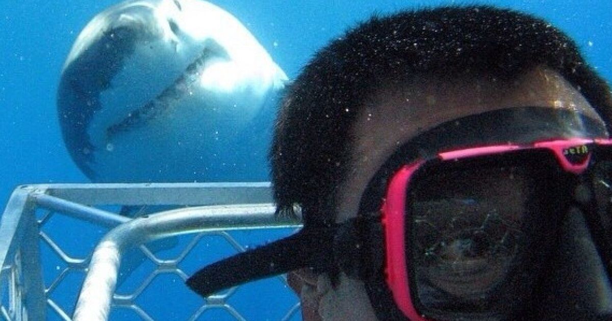 Great White Shark Photobomb Picture Has Lead Us To This Amazing
