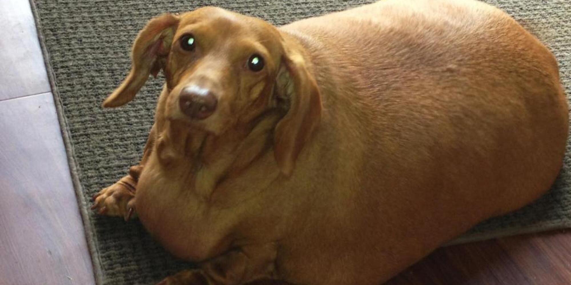 huge sausage dog