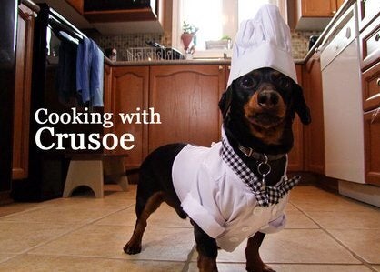 Crusoe The Celebrity Dachshund