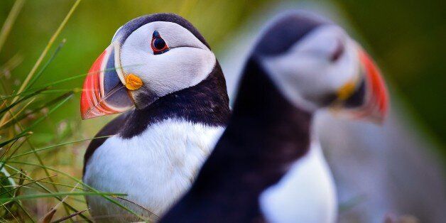 Two Atlantic puffins (Fratercula arctica) is pictured on Norwegian island Runde (Goksyr) near Alesund, Norway, 12 July 2014. The Atlantic puffin is about as tall as a domestic pigeon. Photo: Patrick Pleul/dpa