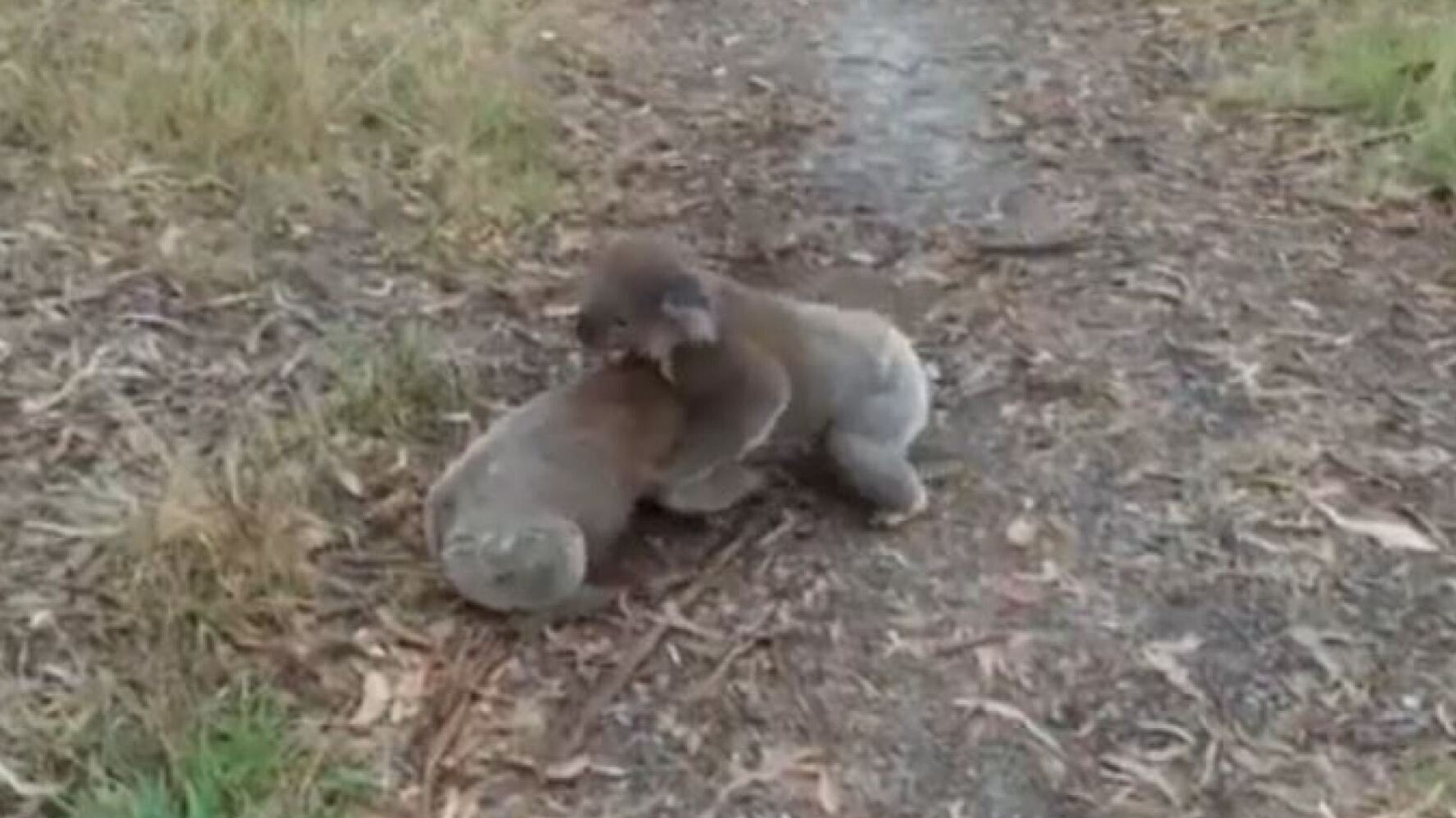Nothing To See Here, Just A Dog Watching Two Koalas Wrestling