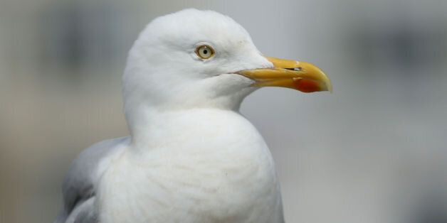 File photo dated 19/06/14 of a gull as accusations that Budget measures such as a project to tackle urban seagulls are little more than "pork barrel politics" aimed at winning over marginal seats have been dismissed by the coalition.