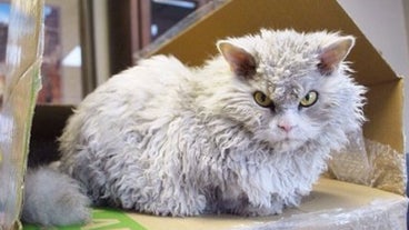 This cat's permanent angry face is hilarious