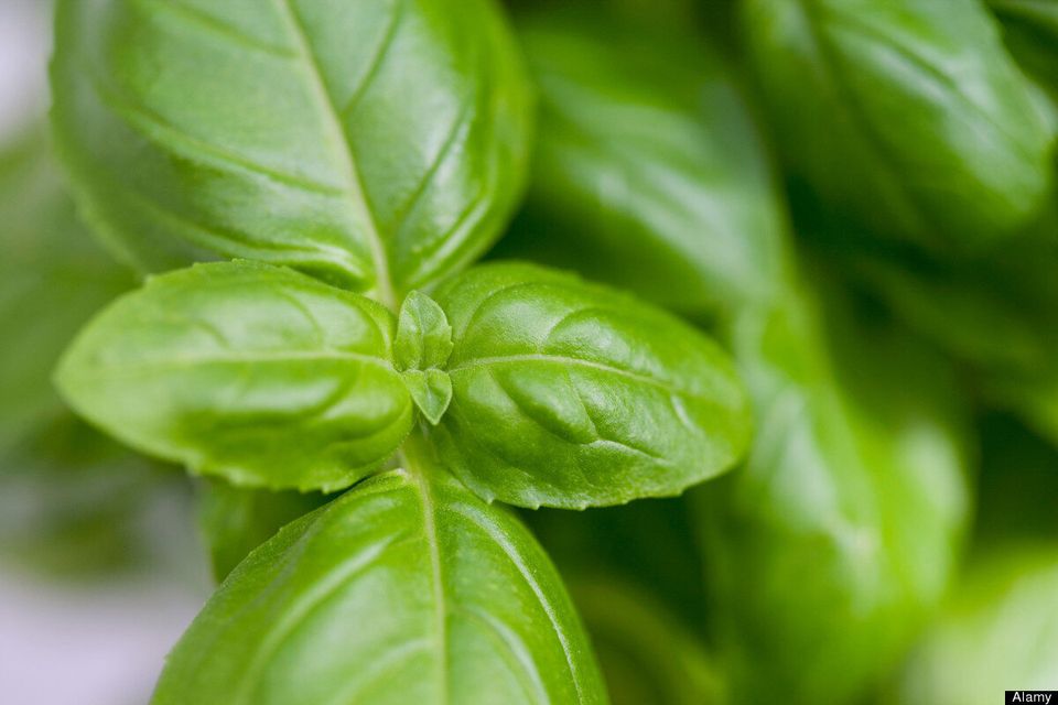 Anti-Ageing Herbs That Protect Against Premature Ageing 