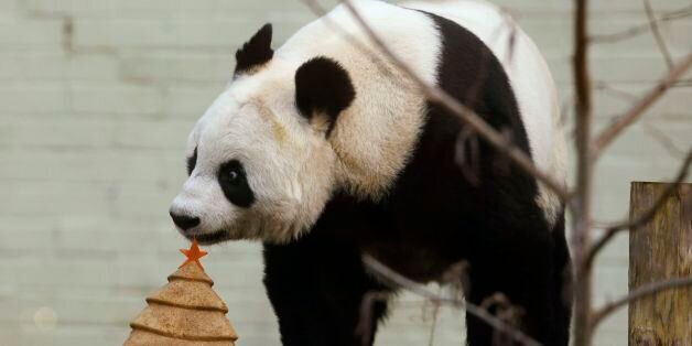 Tian Tian the giant panda with a special Christmas cake in the shape of a Christmas tree at Edinburgh Zoo.